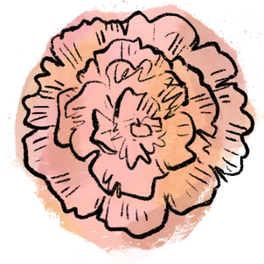carnation