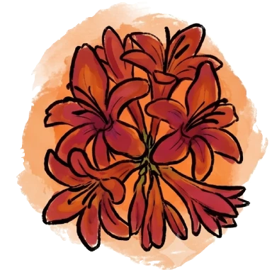 montbretia
